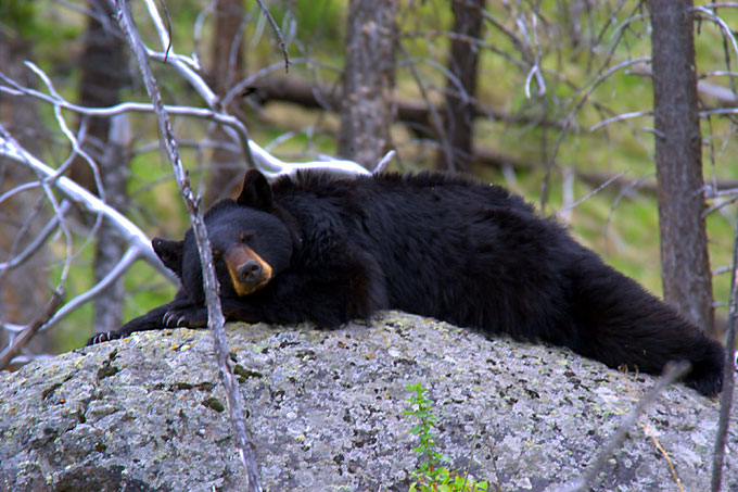 blackbear.jpg