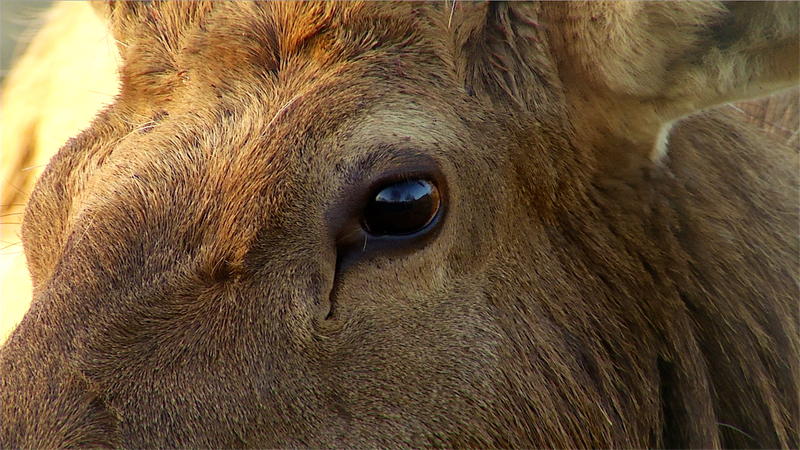 elk.jpg